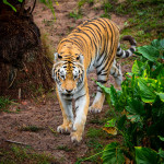 tiger