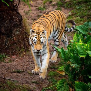 tiger