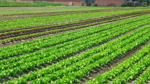 salad-976336_1280